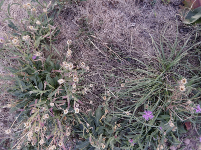 various plants at the side of a path