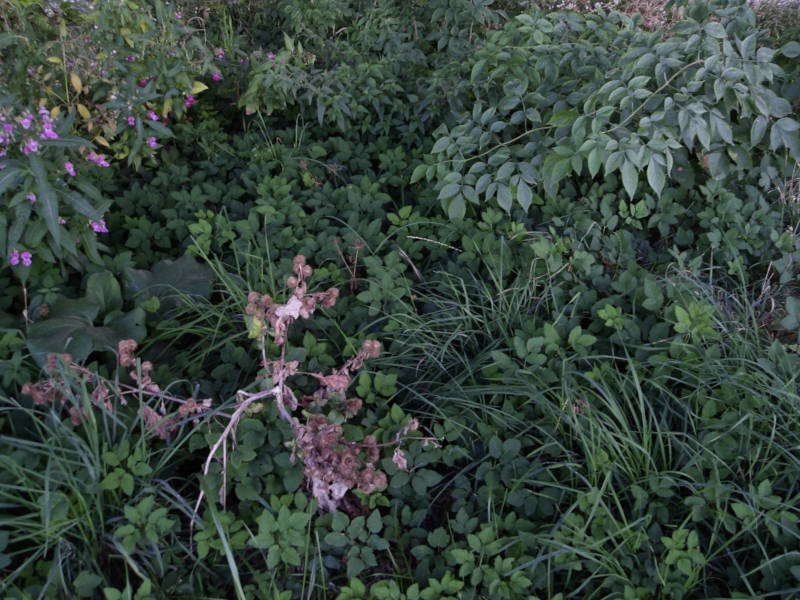 various plants at the side of a path