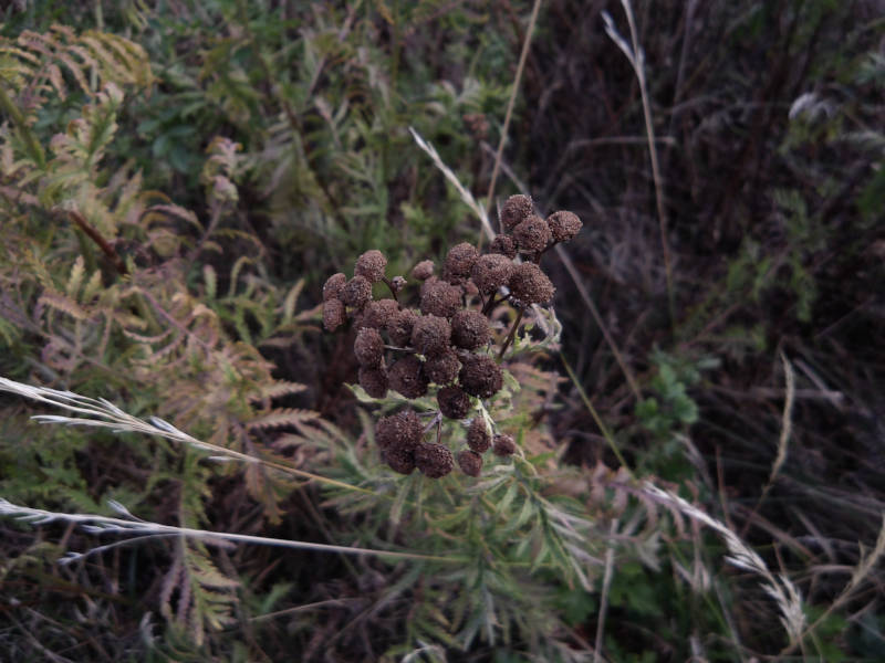 various plants at the side of a path