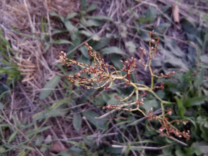 various plants at the side of a path