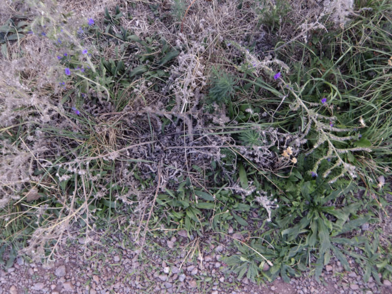 various plants at the side of a path