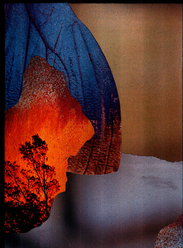 Burning trees, colorful butterfly wings and a blurred background. Collage.