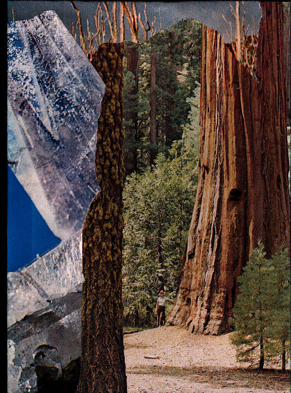 A person leaning against a mammoth tree in the middle of a forest-mineral collage, but at the top there are dead trees.