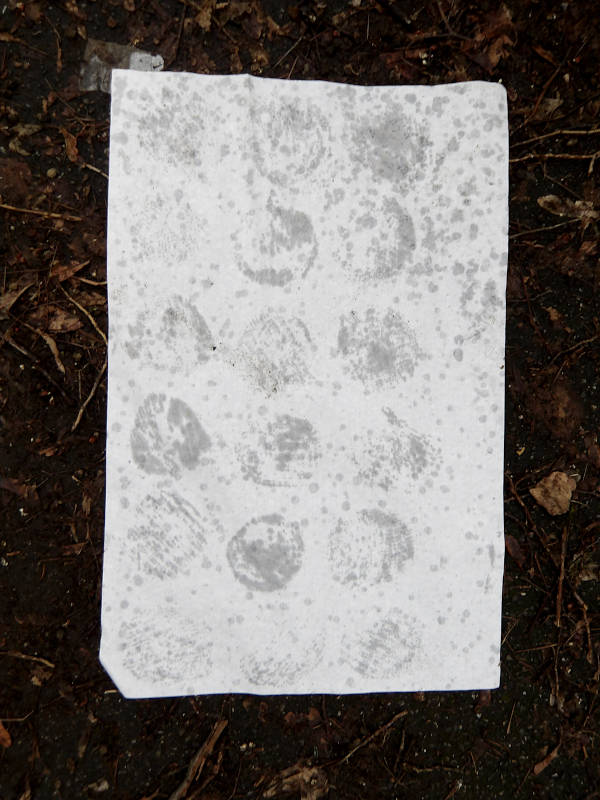 wet blanc sheet of paper on the sidewalk; circle patterns, wet dirt marks; digital photography.