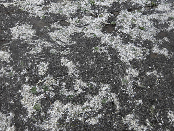 fluffy blossoms on asphalt street