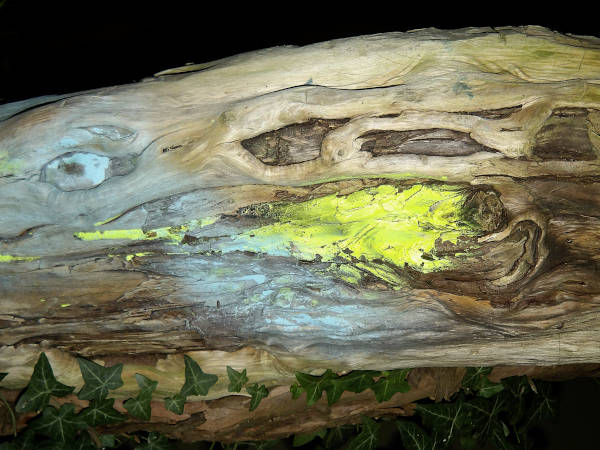fluo spray paint on tree, digital photography